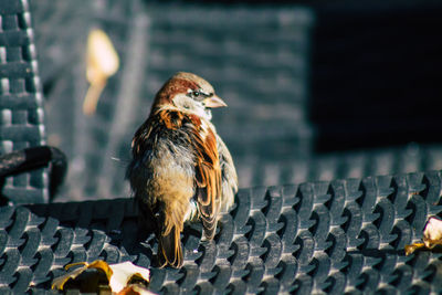 Close-up of a bird