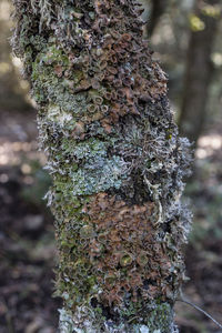 Close-up of moss growing on tree trunk