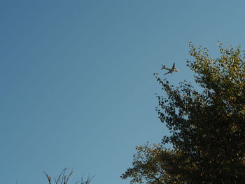 Low angle view of bird flying in sky