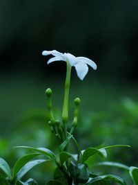 Close-up of white flowering plant