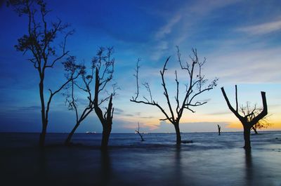 Silhouette trees on beach against sky at sunset