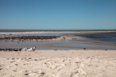 Nesting black skimmer terns rynchops niger on the white sands of clam pass in naples, florida.