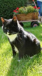 Cat on grass in lawn