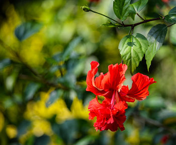 Close-up of red hibiscus blooming outdoors