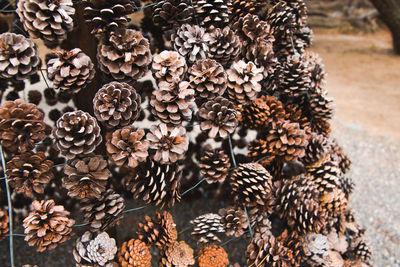 Close-up of pine cones