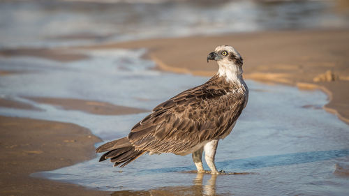 Seagull perching on a beach