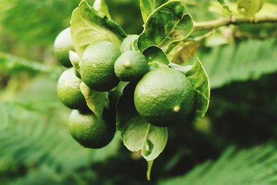 Close-up of fruits growing on tree