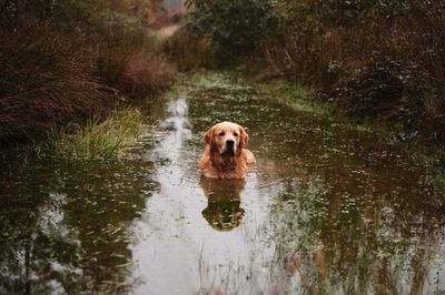 Portrait of golden retriever swimming in lake