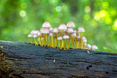 Close-up of mushrooms growing on tree trunk