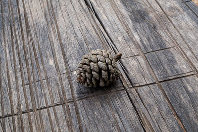 High angle view of pine cone on wood