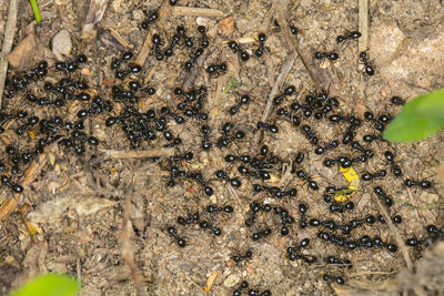 Close-up of bee on the ground