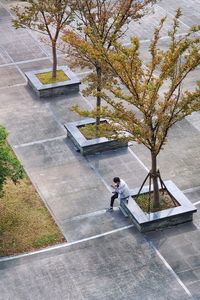 Trees in park