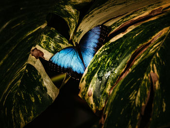 Close-up of butterfly on leaf