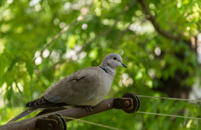 Close-up of bird perching on branch