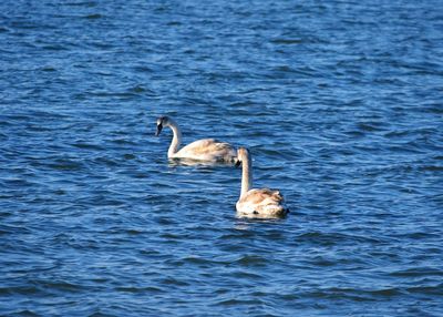 Ducks swimming in lake