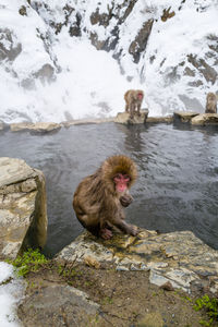 Baby snow monkeys sitting in the hot springs