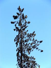 Low angle view of trees against clear blue sky