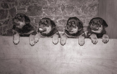 Portrait of dog sitting on floor