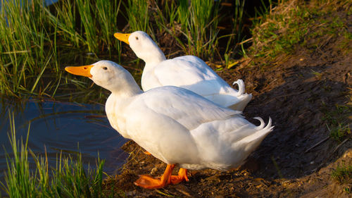 Close-up low level view of aylesbury pekin peking american domestic duck ducks standing on bank