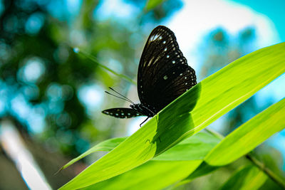 Close-up of butterfly on leaf