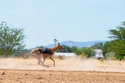 Side view of horse running on field