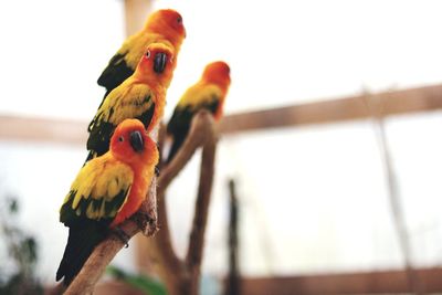 Close-up of parrot perching