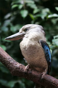 Laughing kookaburra - dacelo novaeguineae