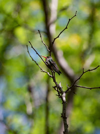 Low angle view of bird perching on branch