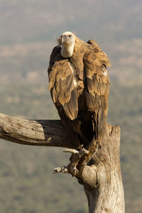 Bird perching on wooden post against sky