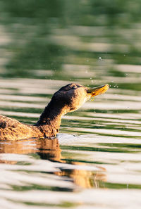 View of duck swimming in lake