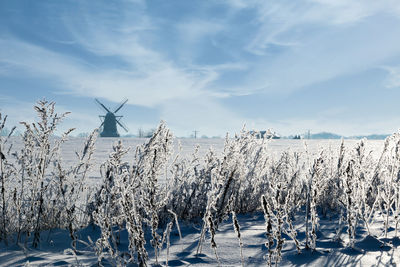 Frozen plants against sky during winter