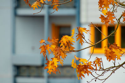 Close-up of yellow maple leaves on tree during autumn