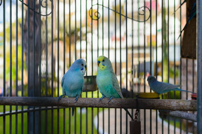 Two birds perching in cage