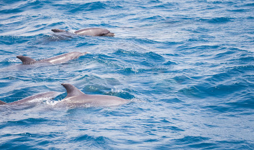 View of fishes swimming in sea