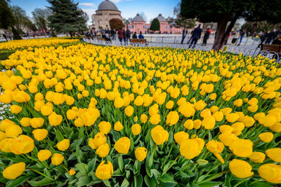 Close-up of yellow flowering plants on field