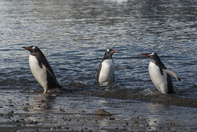 Penguin swimming in lake