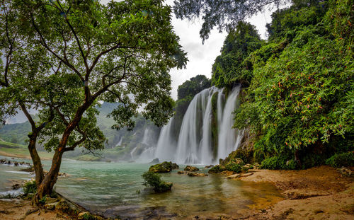 Scenic view of waterfall in forest