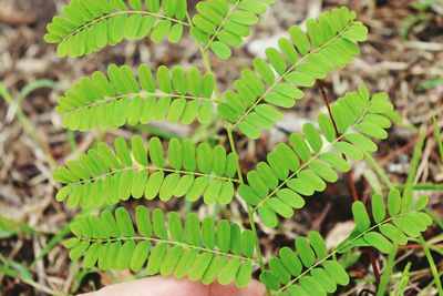 Close-up of green leaves on plant