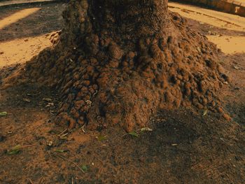 High angle view of trees on field