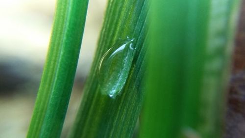 Close-up of fresh green plant