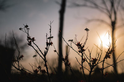 Close-up of silhouette plants on field against sky during sunset