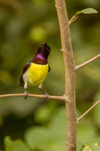 Close-up of bird perching on branch