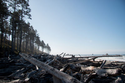 Driftwood on land against clear sky