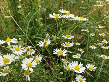 Close-up of white daisy flowers in field