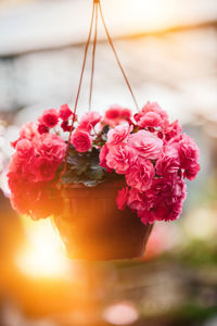 Close-up of pink rose