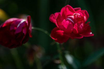 Close-up of red flowering plant