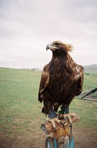 Bird perching on wooden post in field