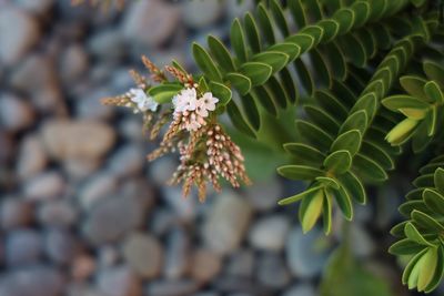 Close-up of flowering plant