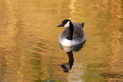 Duck swimming in lake