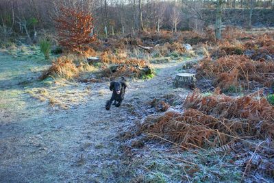 Dog in forest